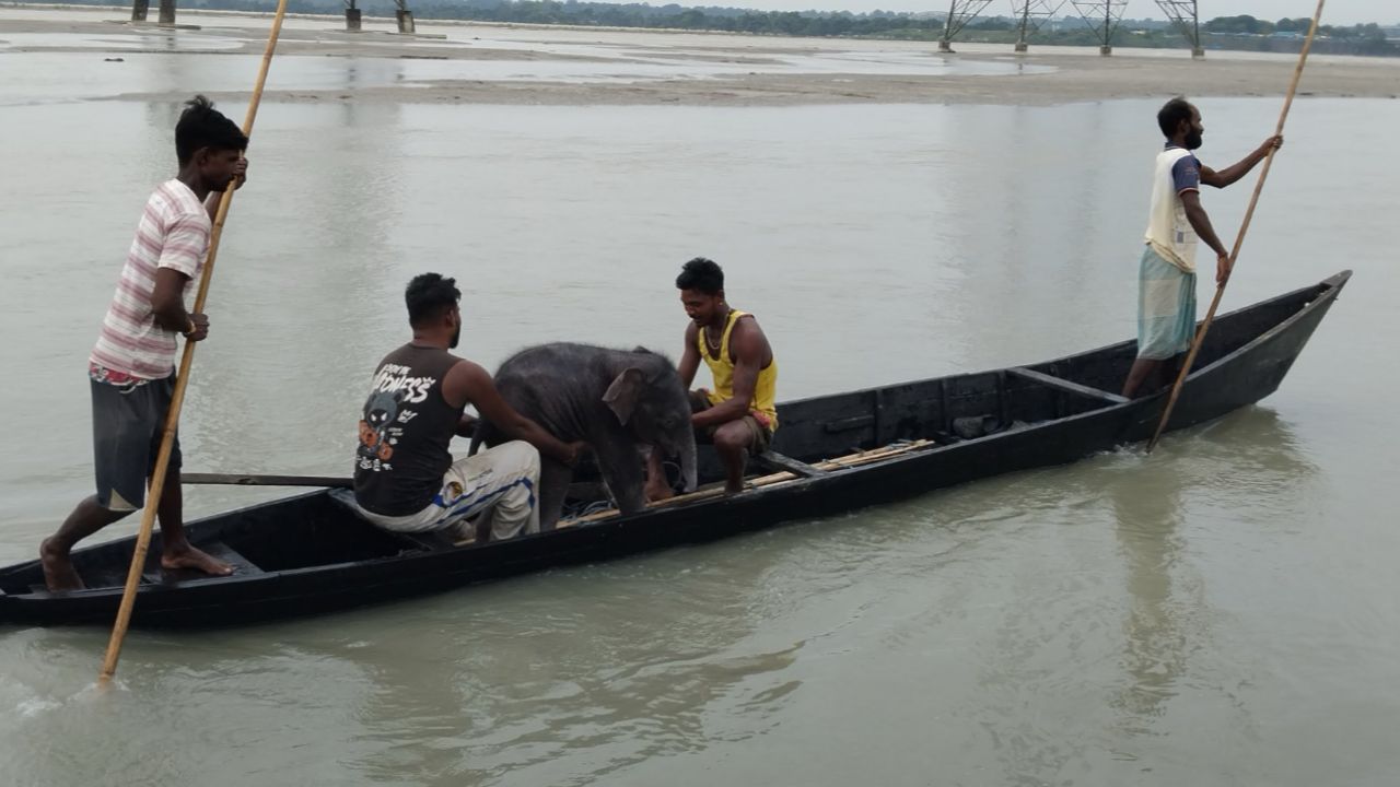 elephant calf 4 days old falls into river people save life