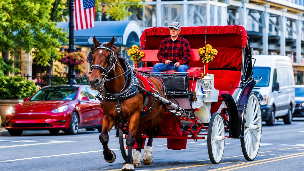 Horse drawn carriages
