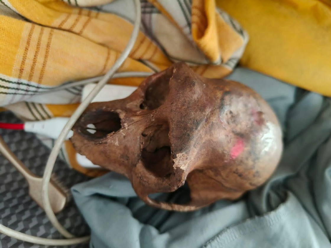 Monkey skull