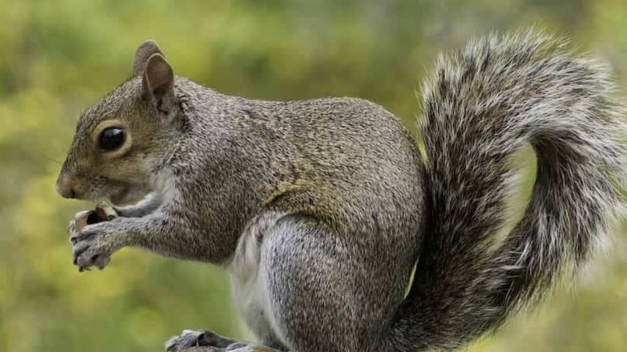 Squirrel, Photo Credit: Freepik