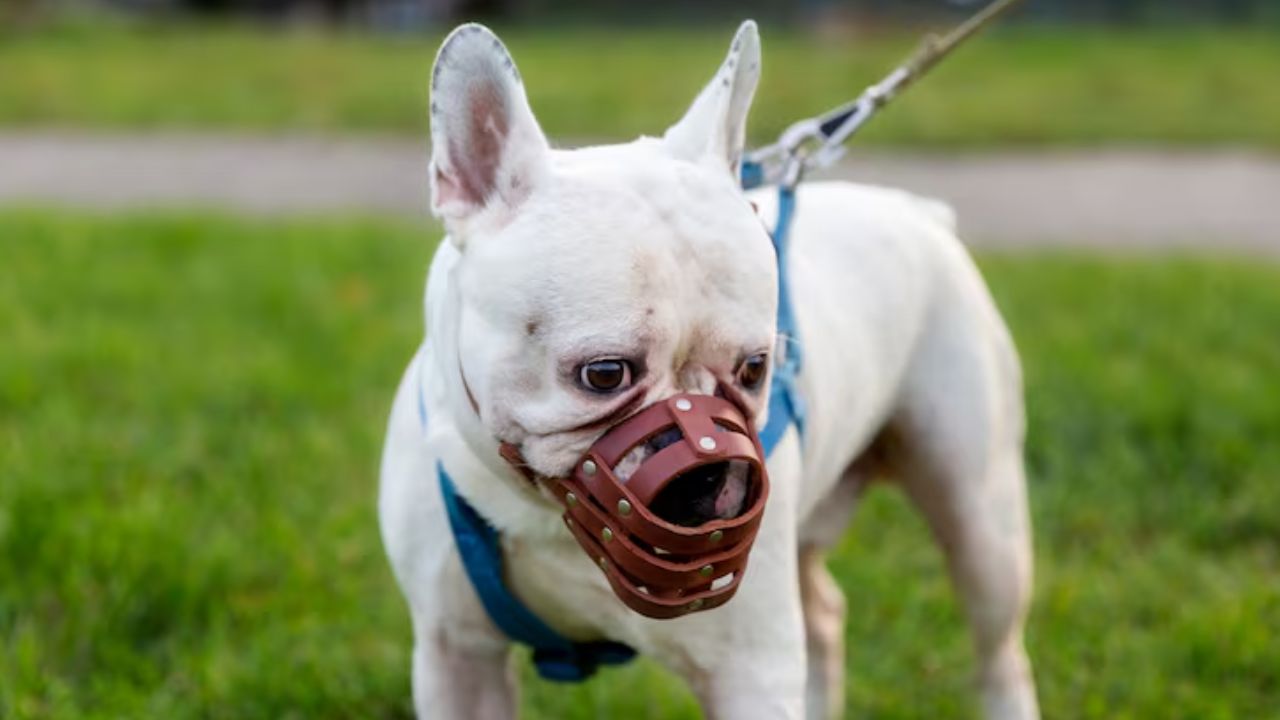 disease caused by dog bitting